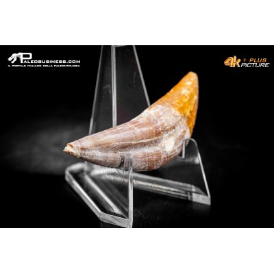 Denti di Dorudon Atrox