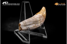 Denti di Dorudon Atrox