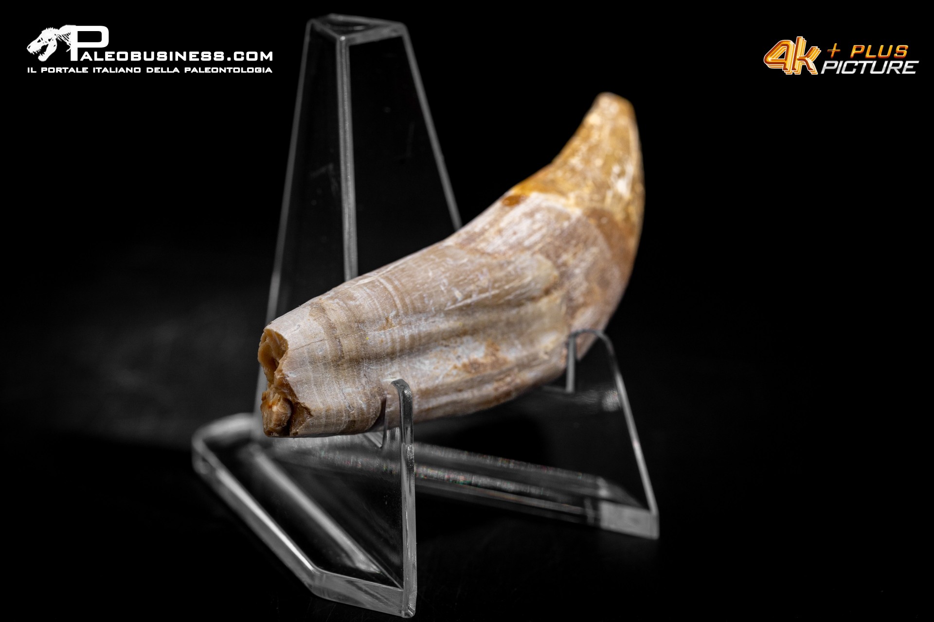 Denti di Dorudon Atrox
