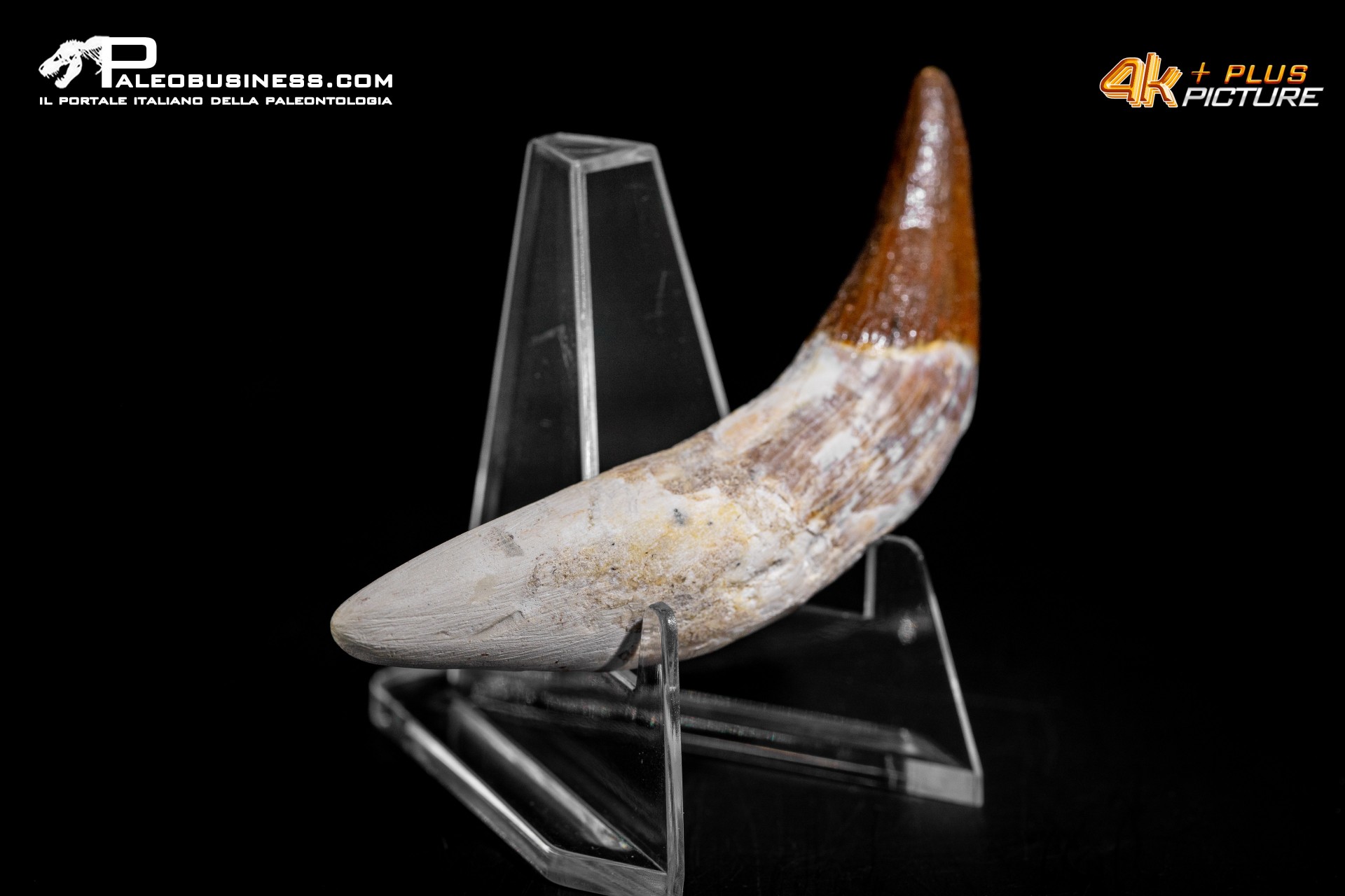Denti di Basilosaurus