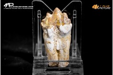 Denti di Dorudon Atrox