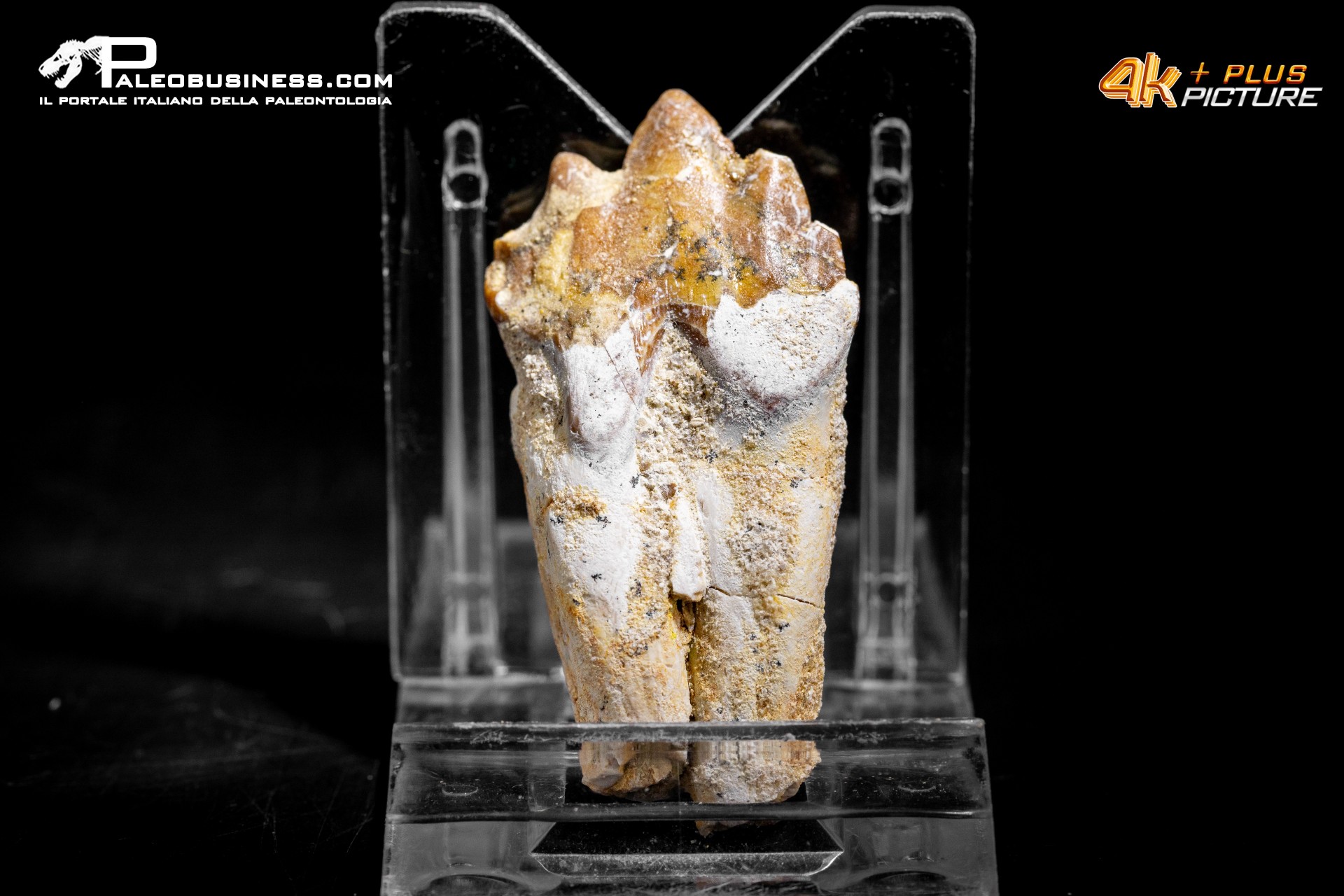 Denti di Dorudon Atrox
