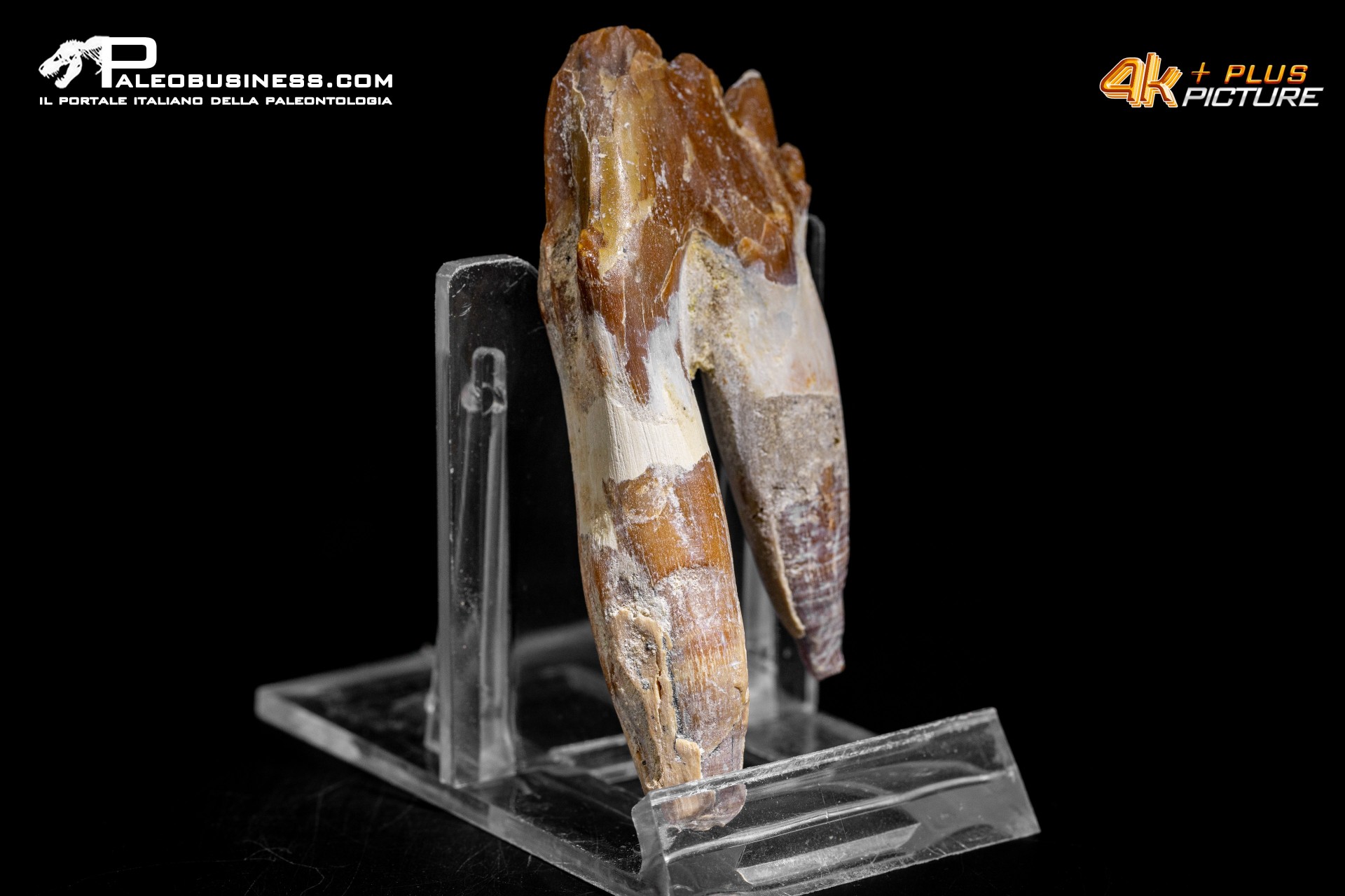 Denti di Dorudon Atrox
