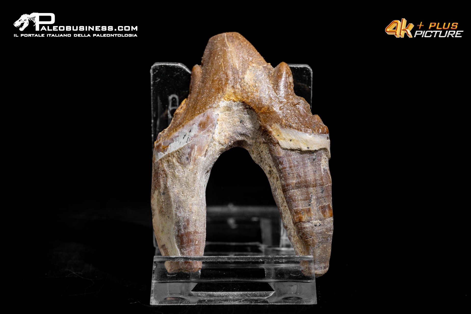 Denti di Basilosaurus