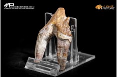 Denti di Basilosaurus