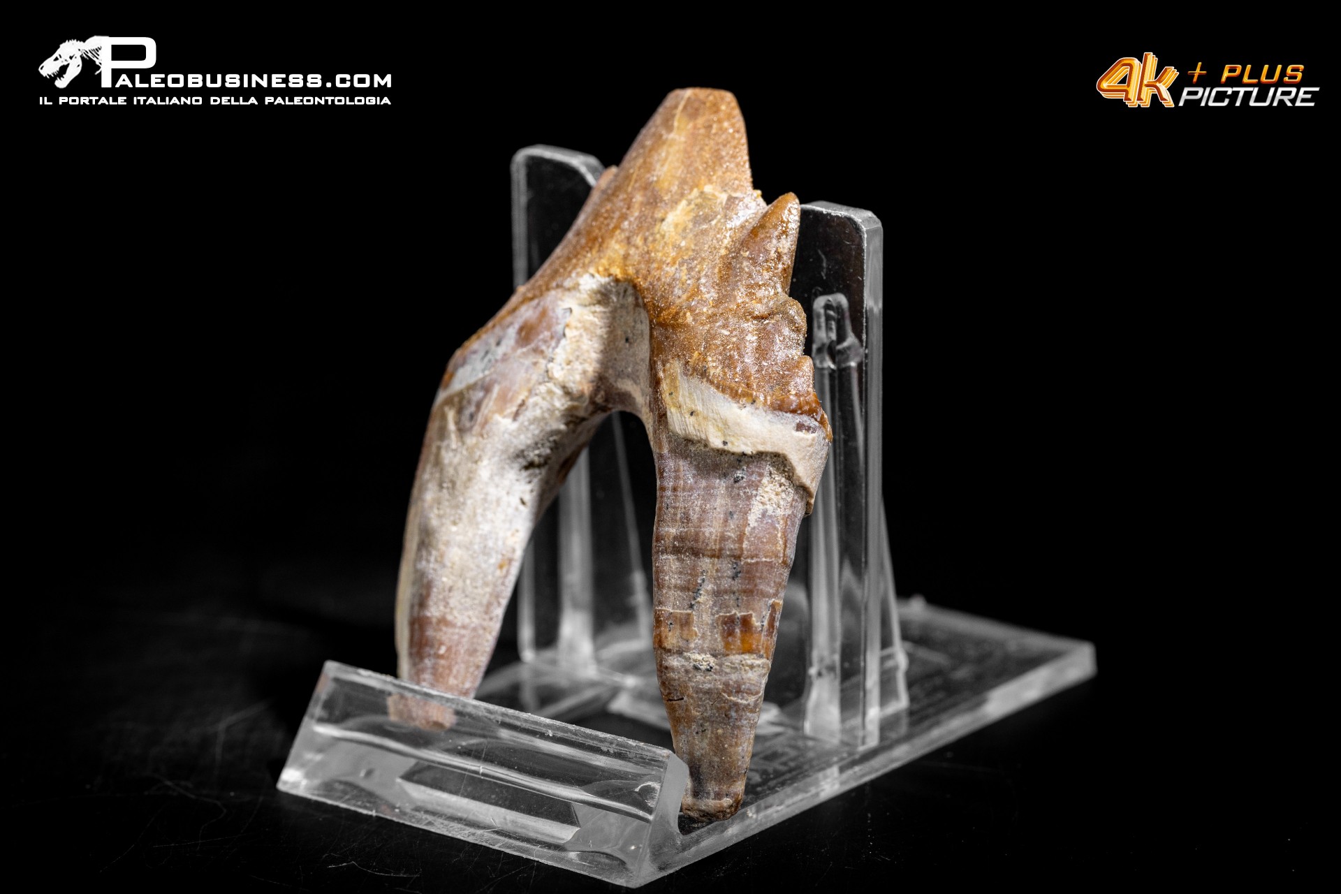 Denti di Basilosaurus