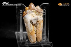 Denti di Dorudon Atrox