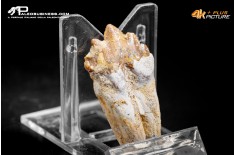Denti di Dorudon Atrox