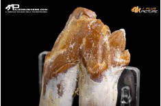 Denti di Dorudon Atrox