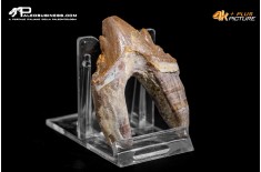 Denti di Basilosaurus