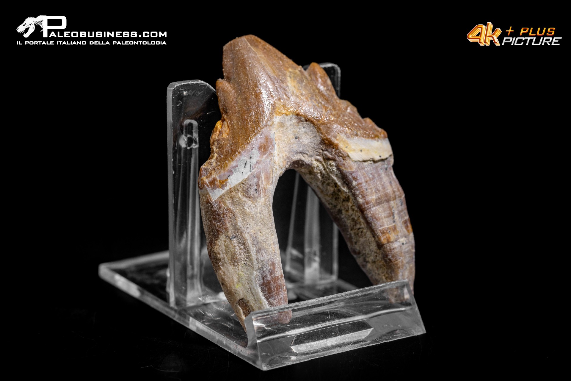 Denti di Basilosaurus