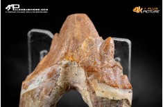 Denti di Basilosaurus