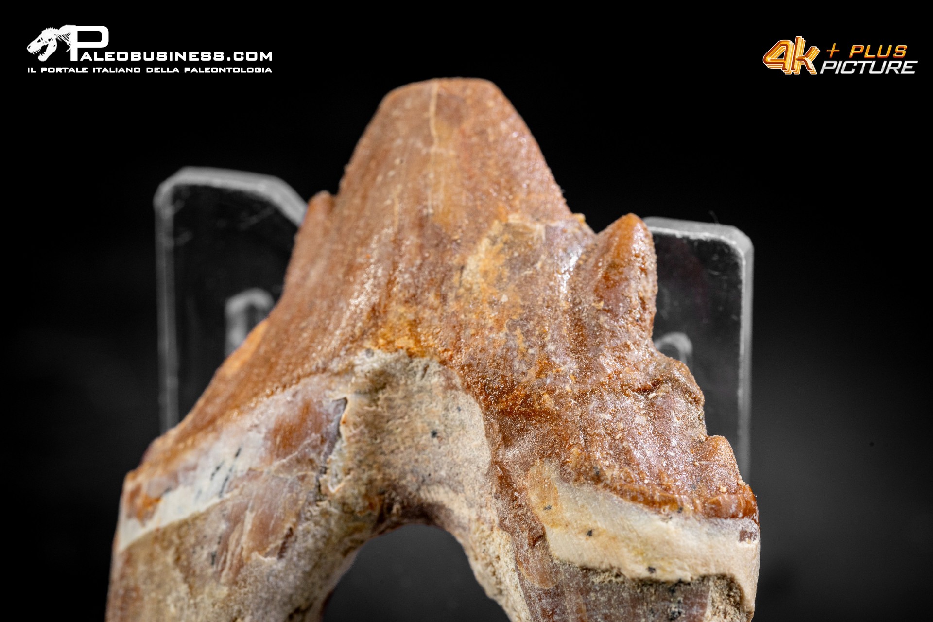 Denti di Basilosaurus