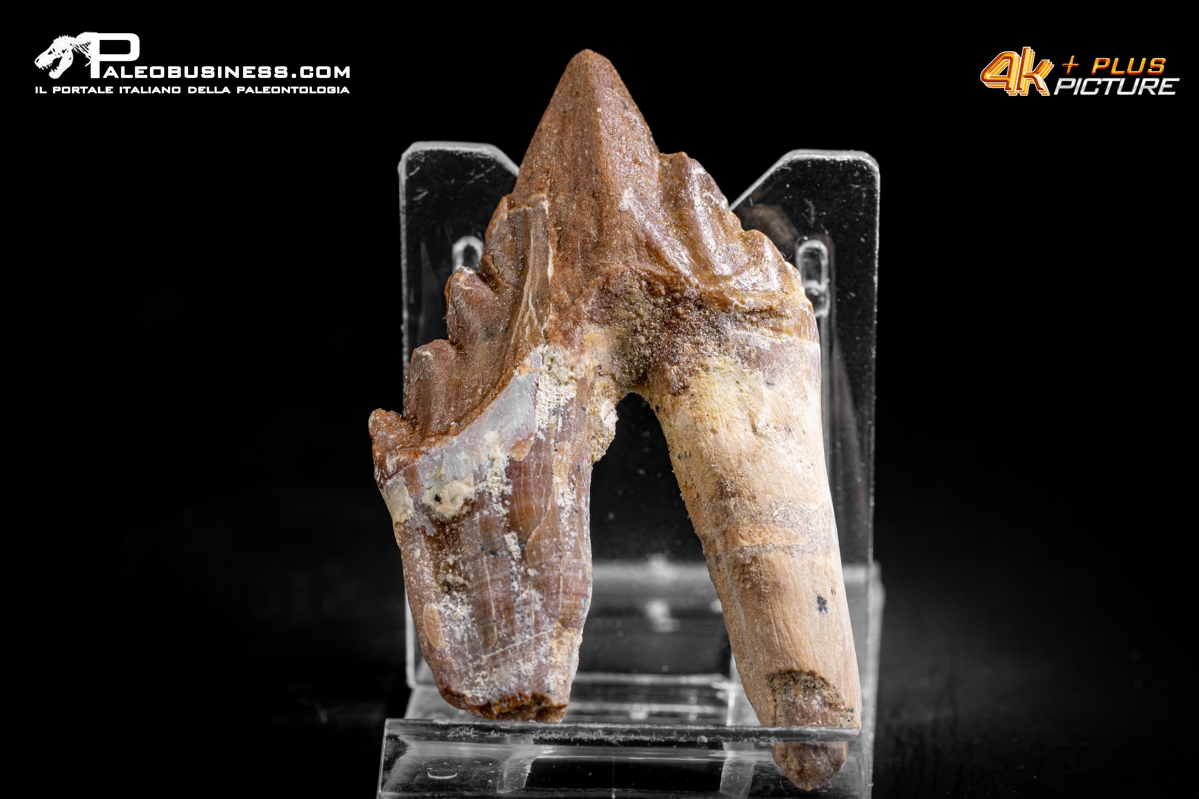 Denti di Basilosaurus