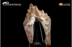 Denti di Dorudon Atrox