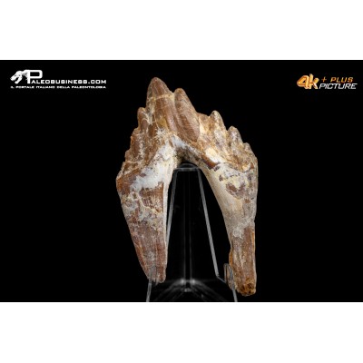 Denti di Dorudon Atrox
