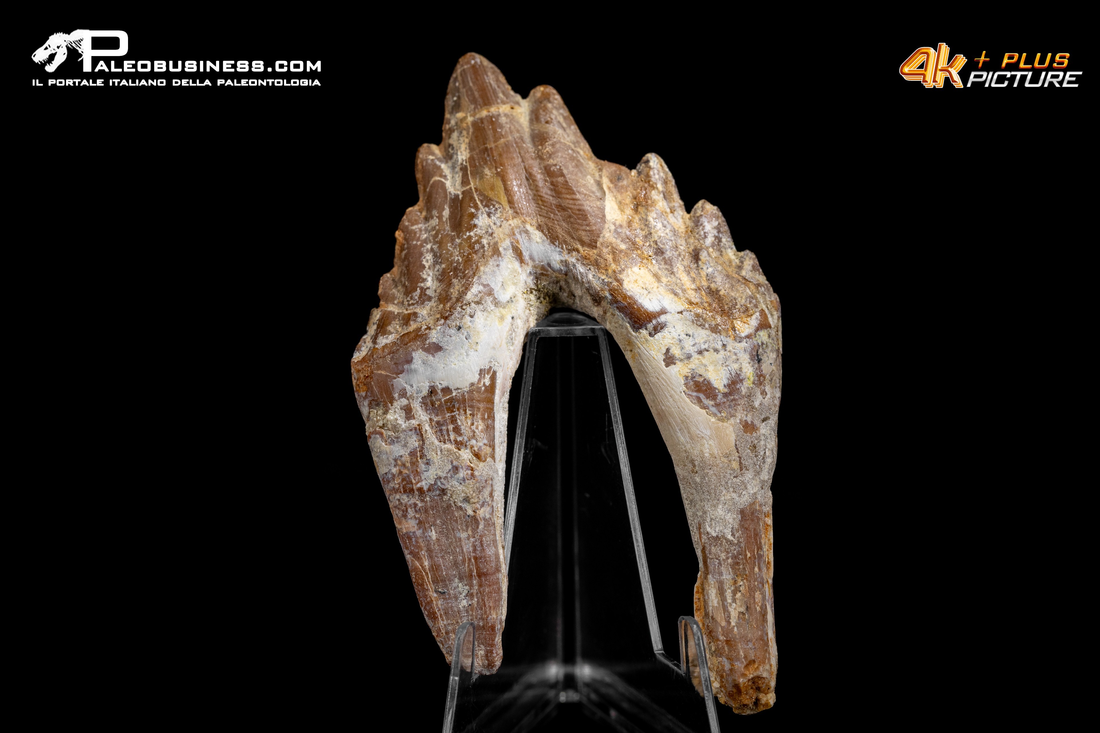 Denti di Dorudon Atrox