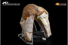 Denti di Basilosaurus