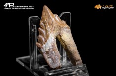 Denti di Basilosaurus