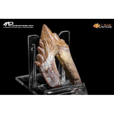 Denti di Basilosaurus