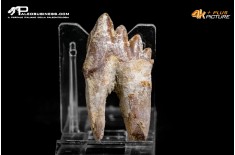 Denti di Dorudon Atrox