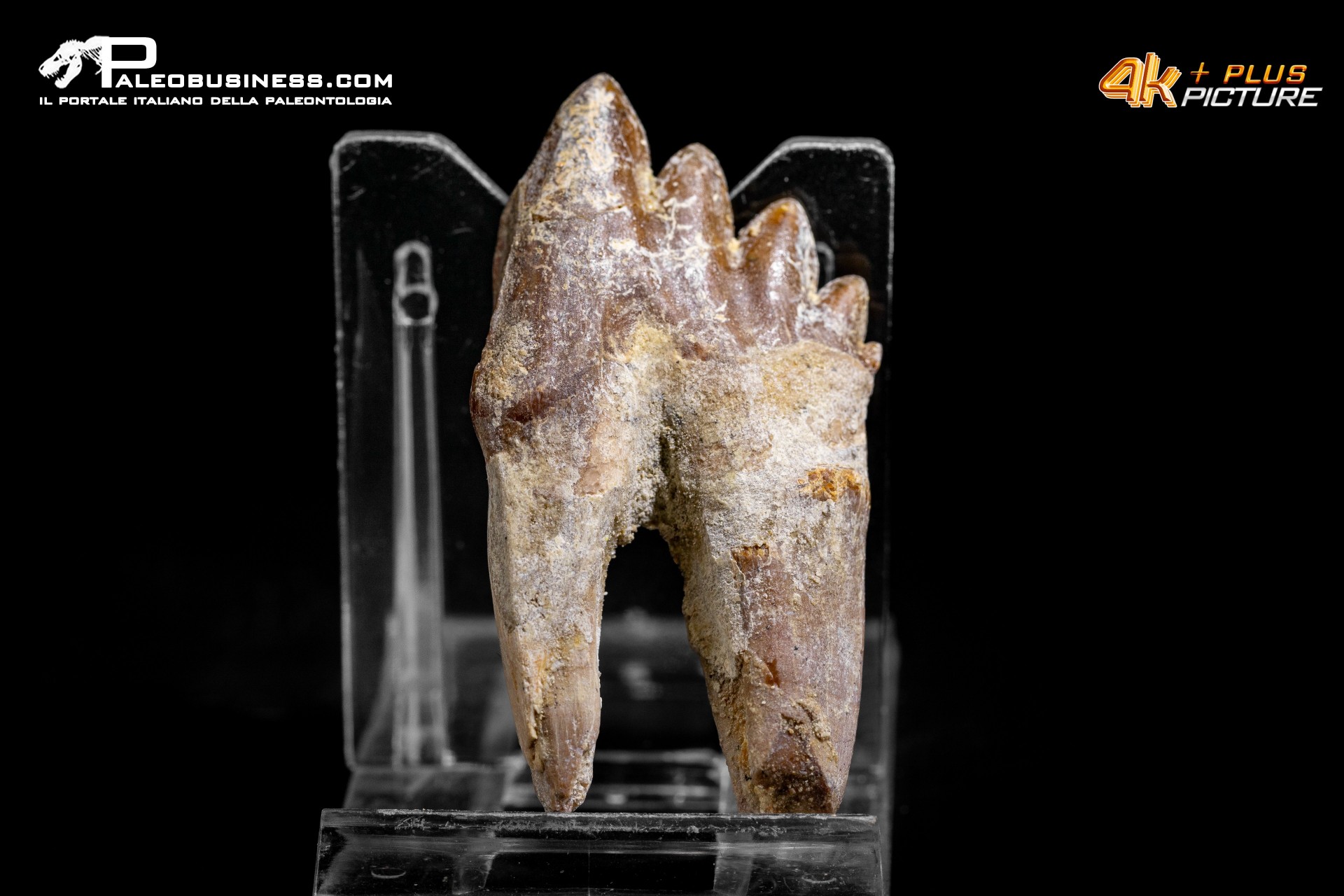 Denti di Dorudon Atrox