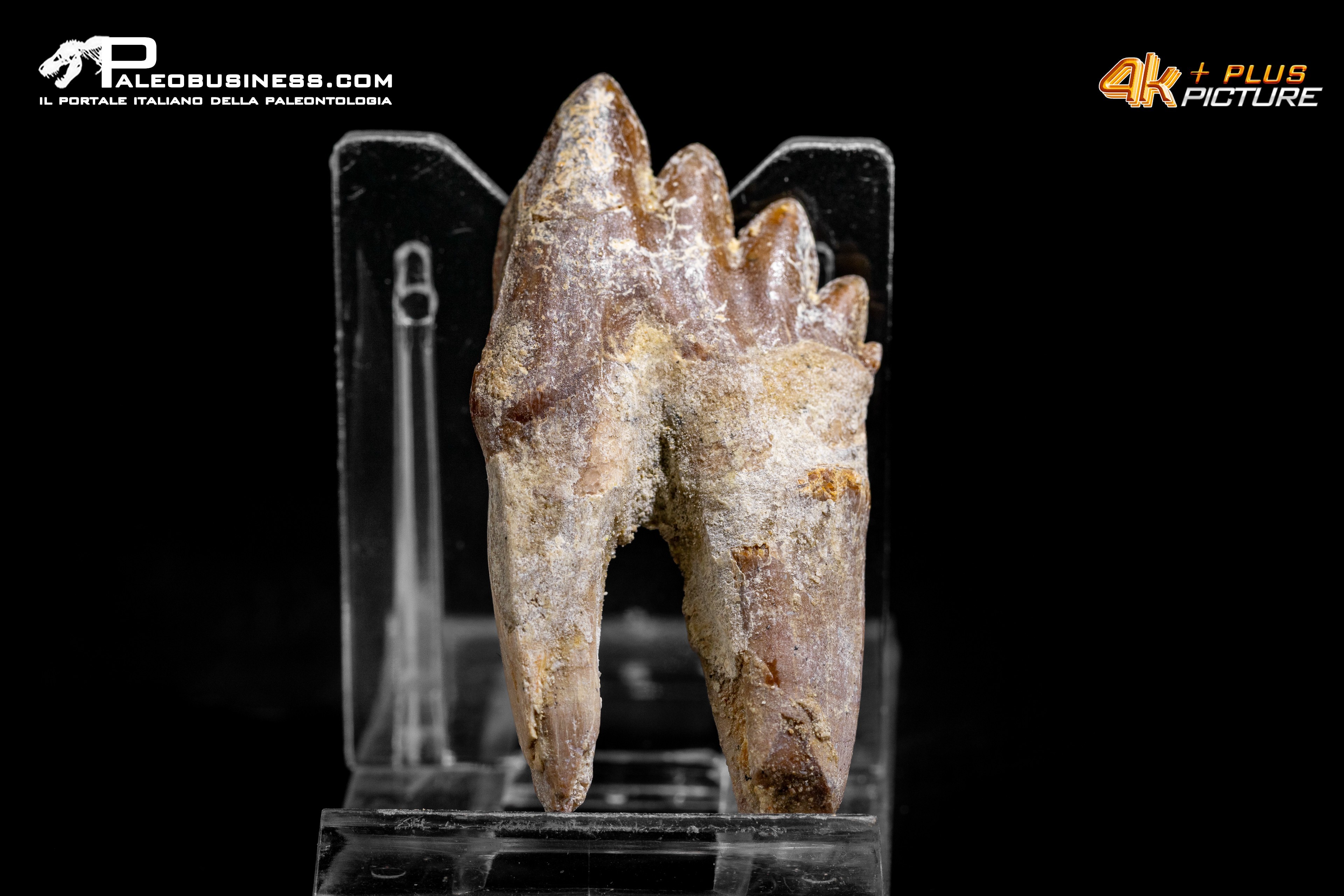 Denti di Dorudon Atrox