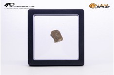 Cairanoolithus sp. – uovo di dinosauro fossile