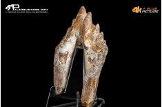 Denti di Dorudon Atrox