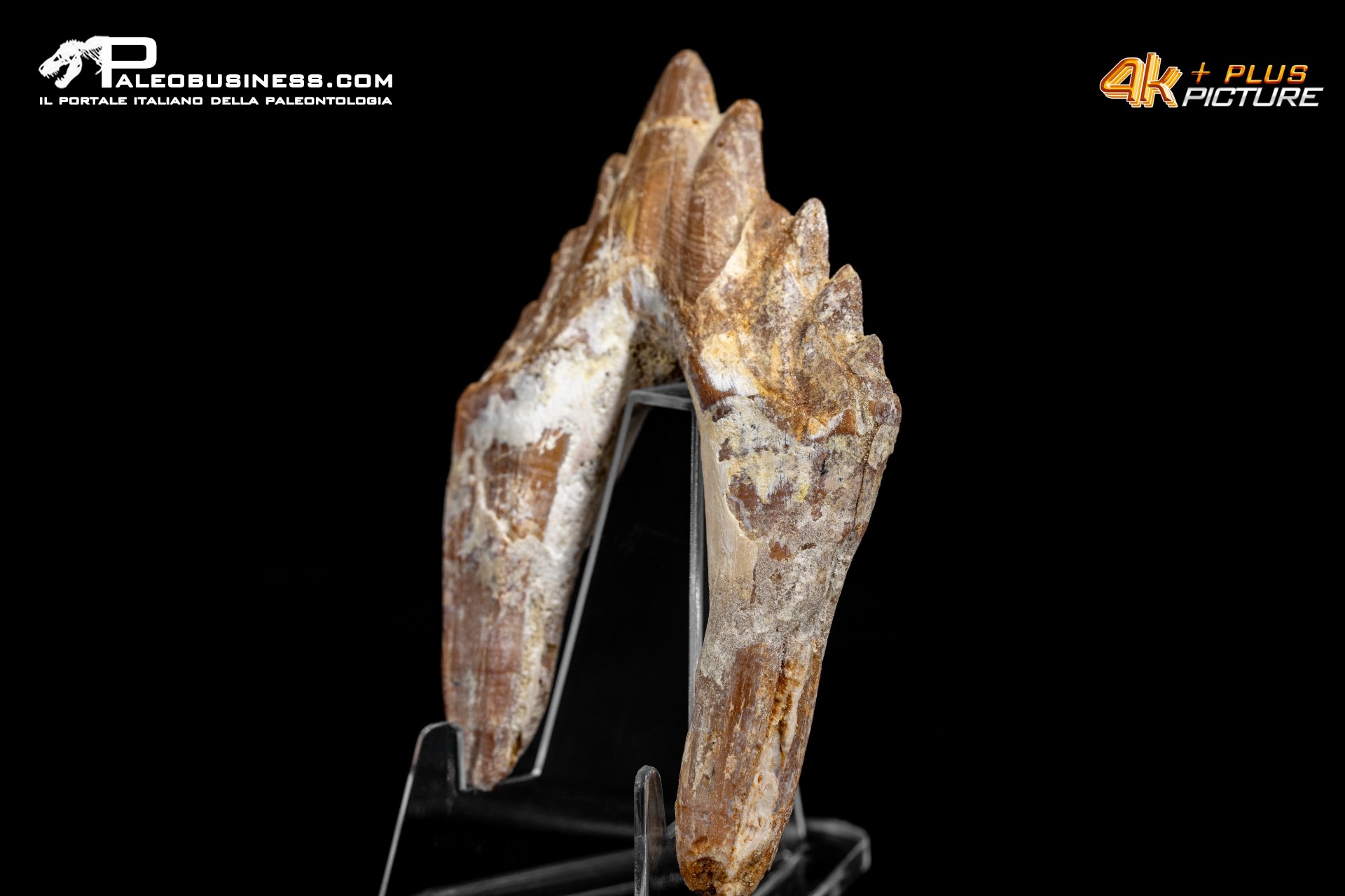 Denti di Dorudon Atrox