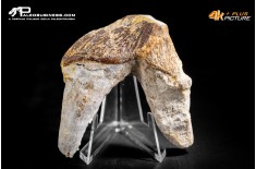 Denti di Basilosaurus