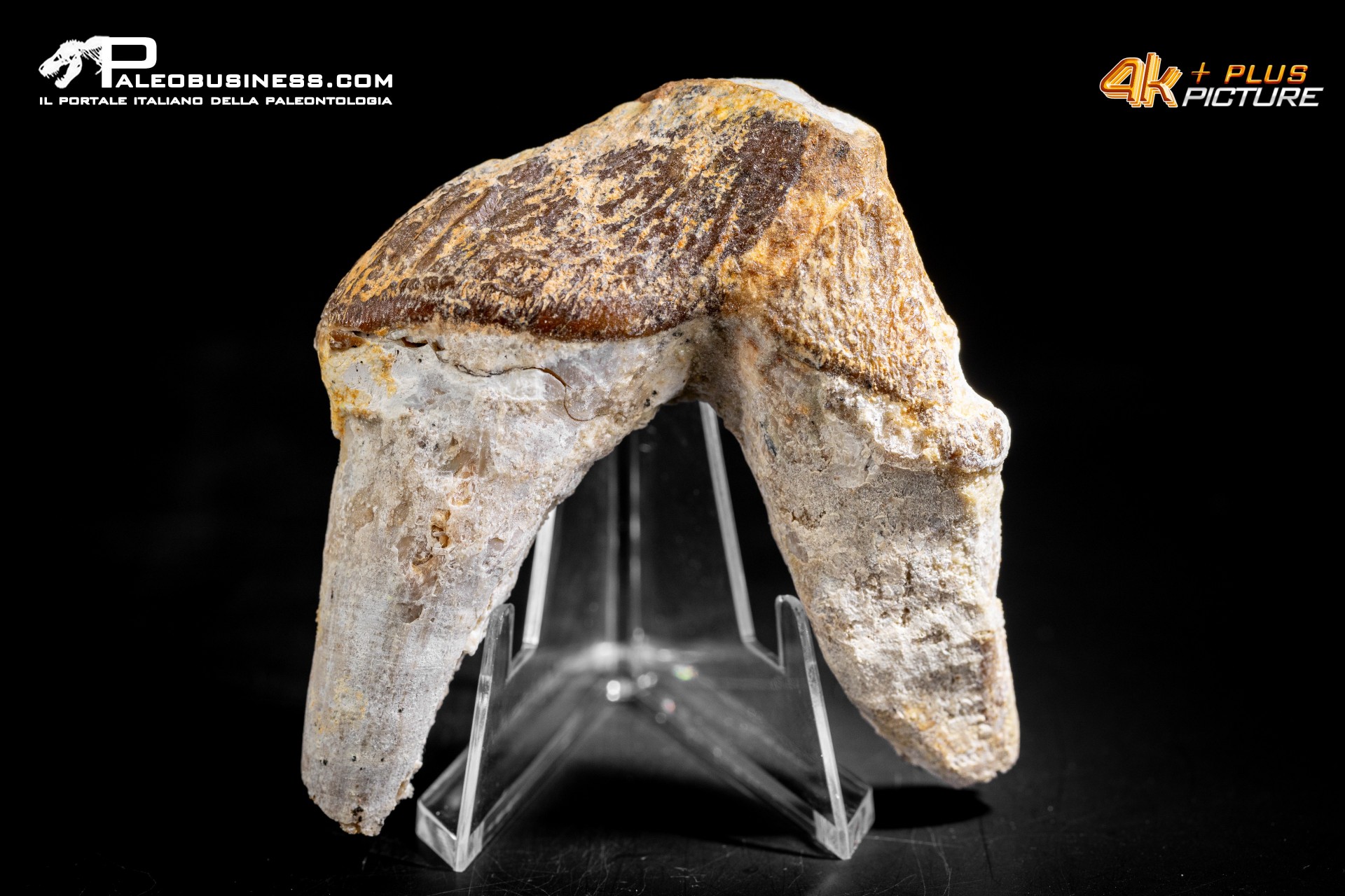 Denti di Basilosaurus