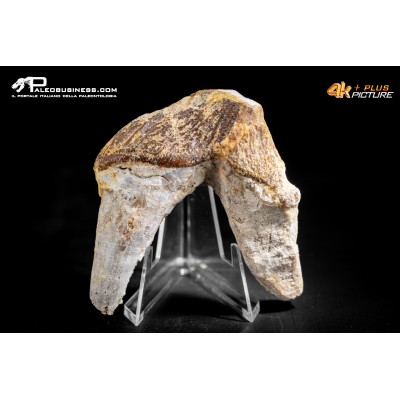 Denti di Basilosaurus
