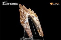 Denti di Dorudon Atrox