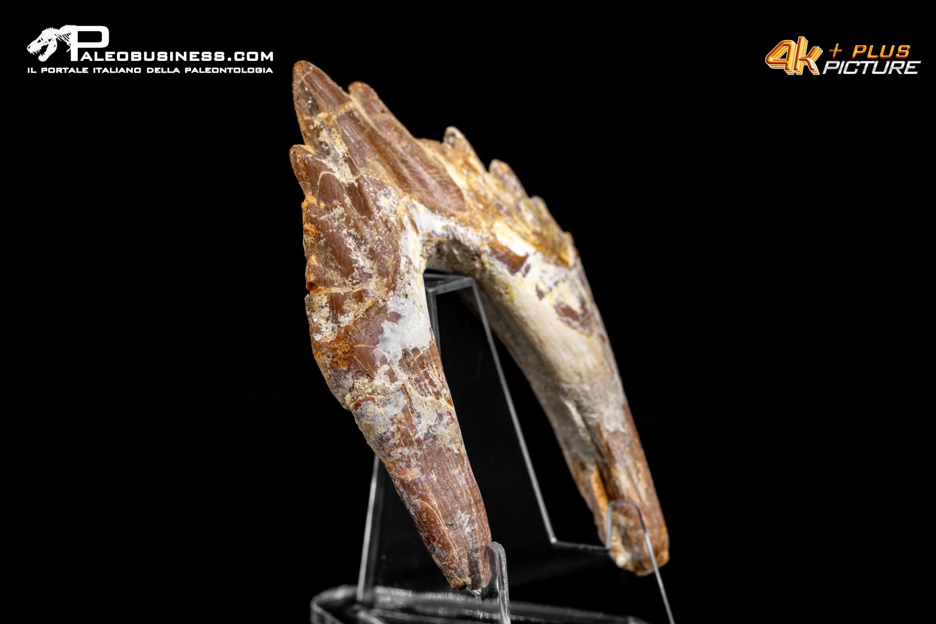 Denti di Dorudon Atrox