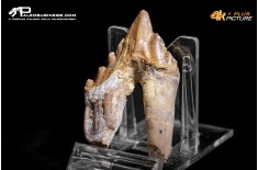 Denti di Basilosaurus