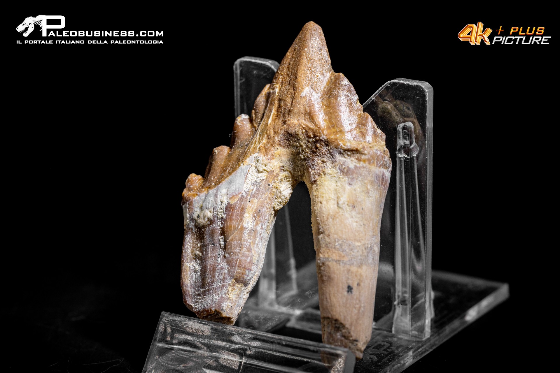 Denti di Basilosaurus
