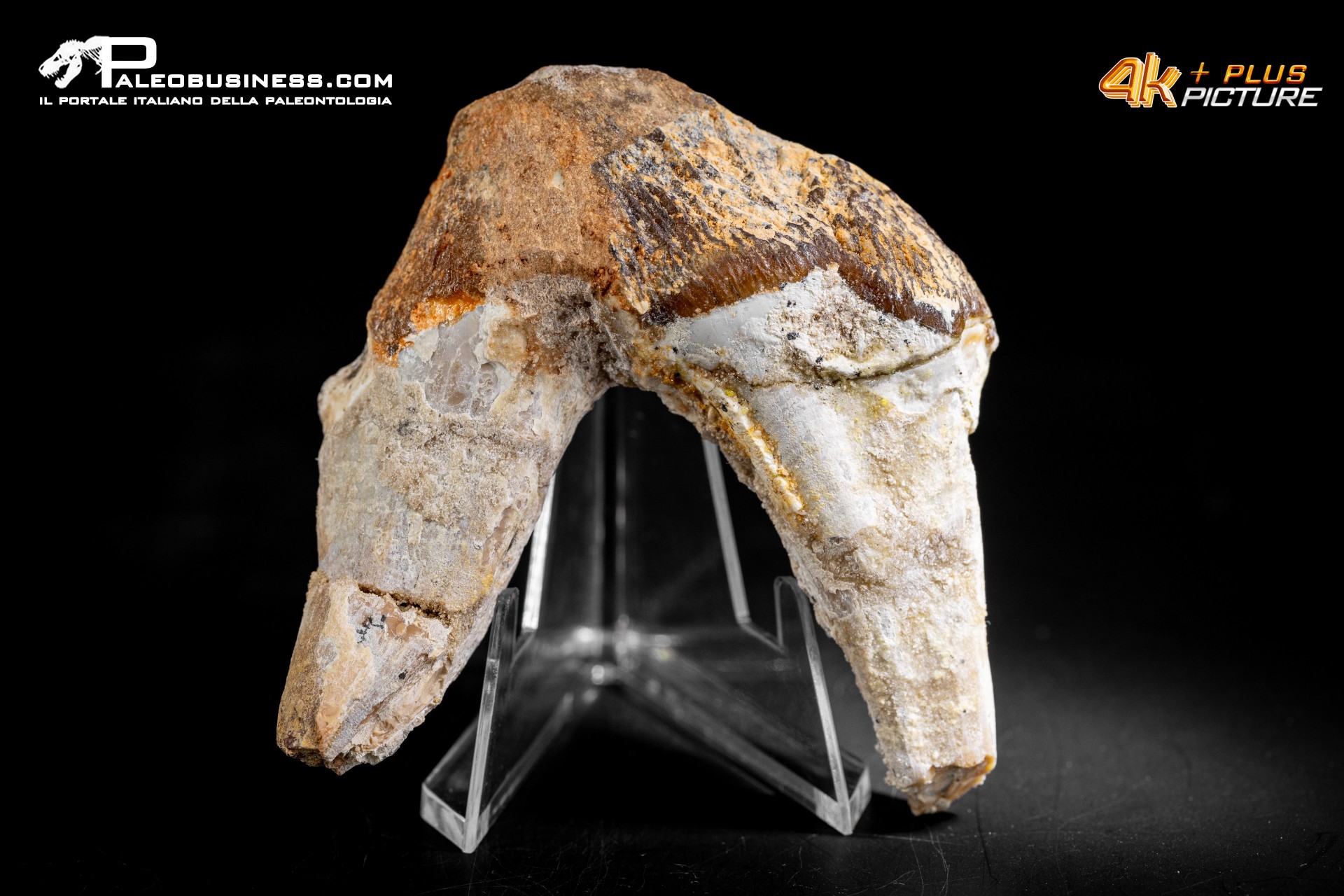 Denti di Basilosaurus
