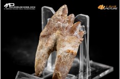Denti di Dorudon Atrox