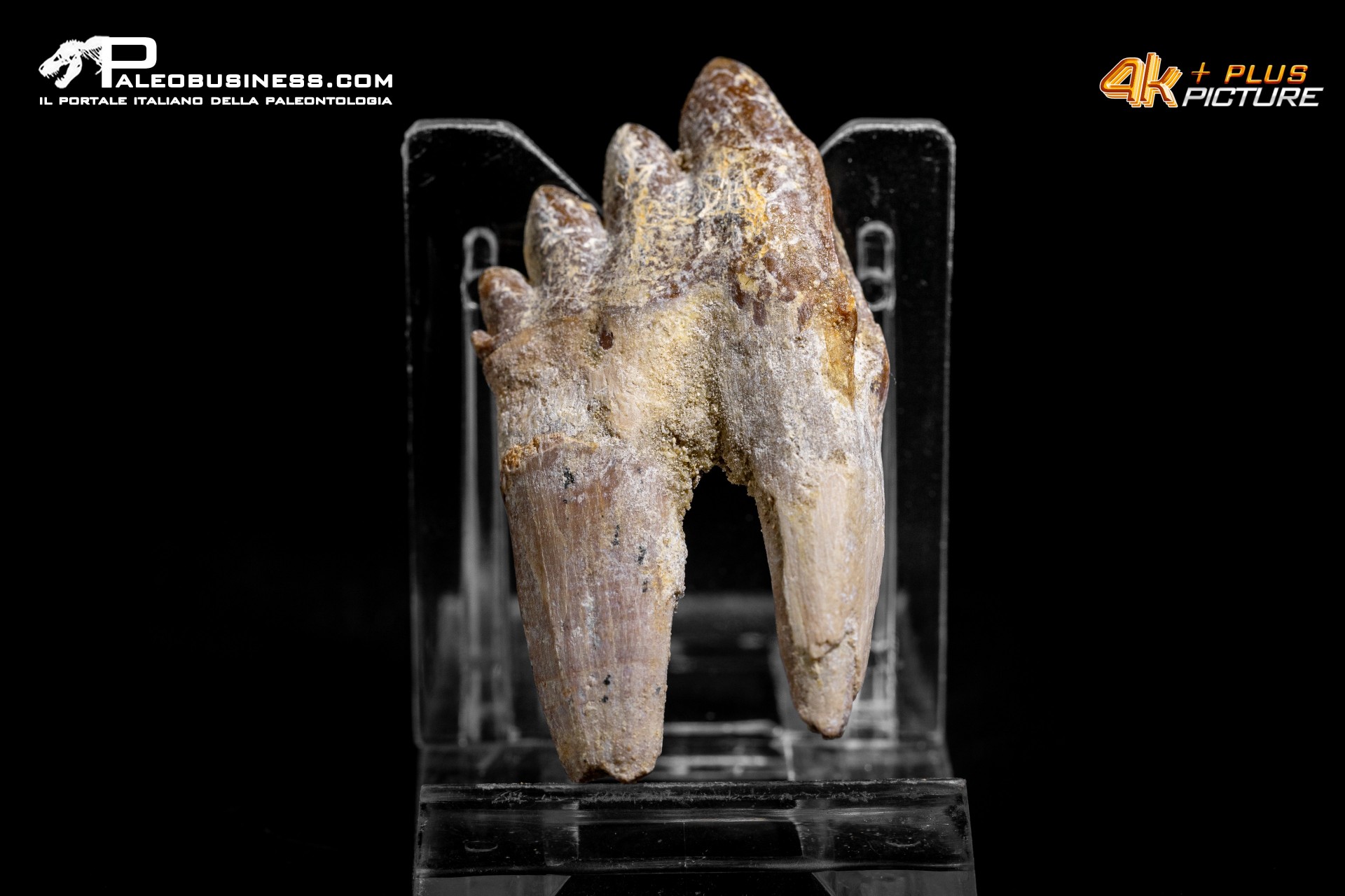 Denti di Dorudon Atrox