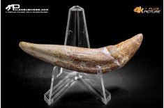 Denti di Basilosaurus