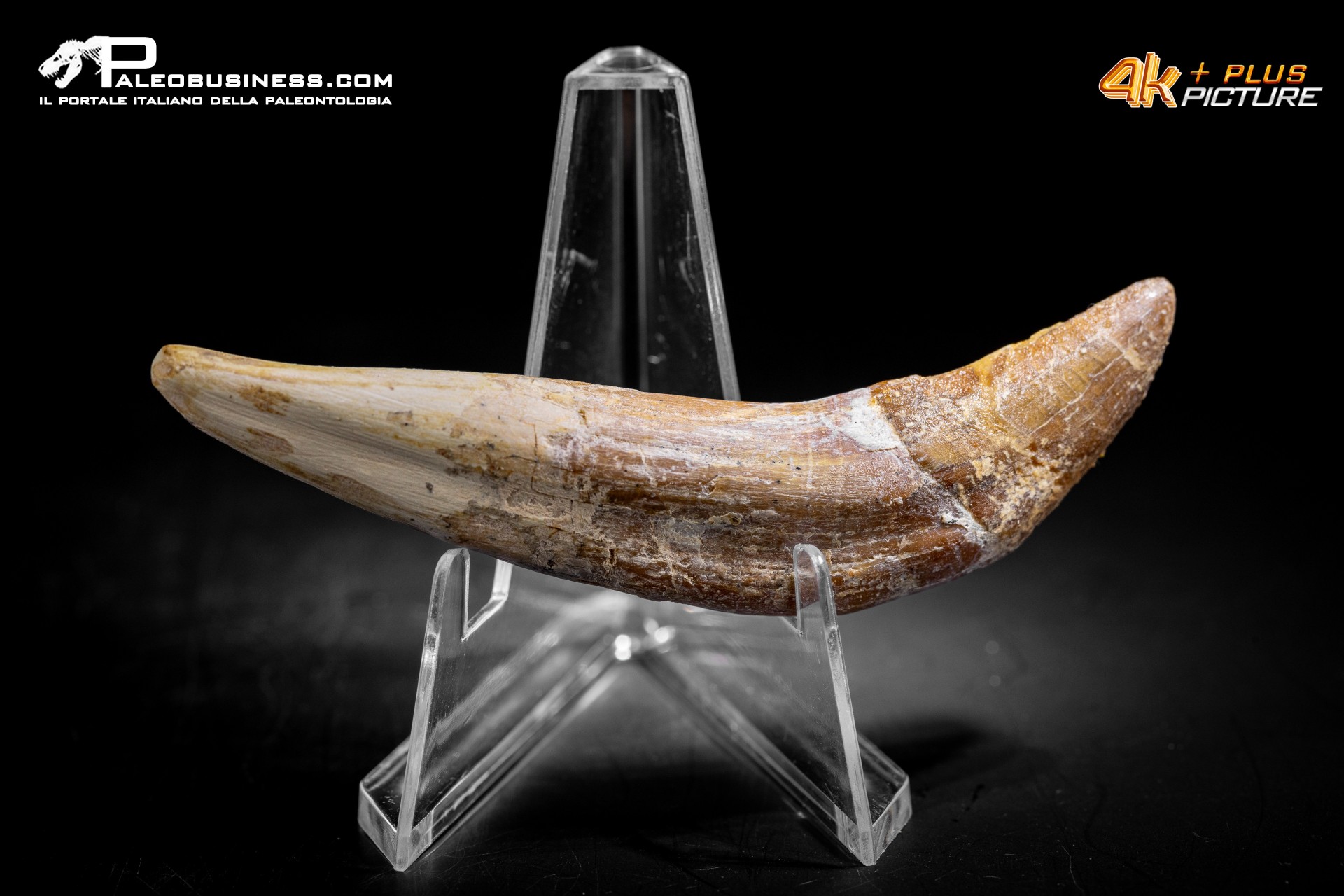 Denti di Basilosaurus