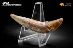 Denti di Basilosaurus