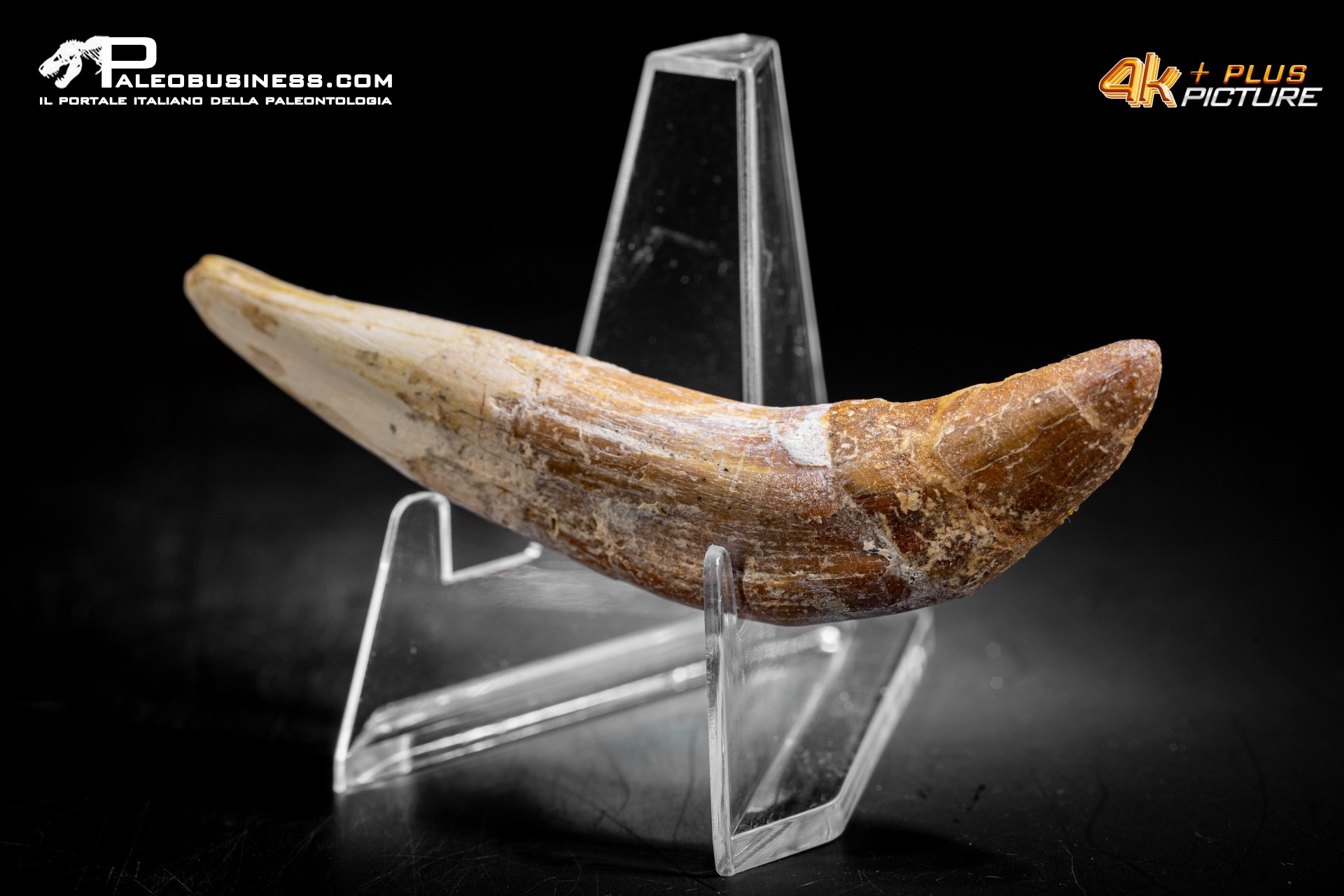 Denti di Basilosaurus