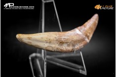 Denti di Basilosaurus