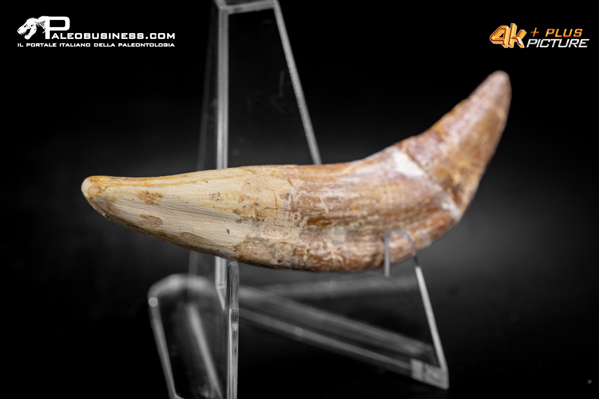 Denti di Basilosaurus