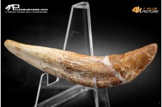 Denti di Basilosaurus