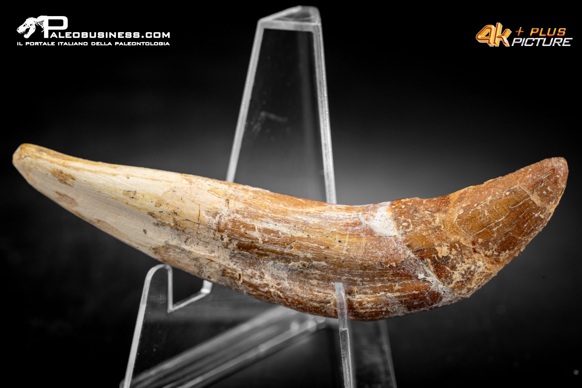 Denti di Basilosaurus