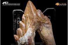 Denti di Basilosaurus