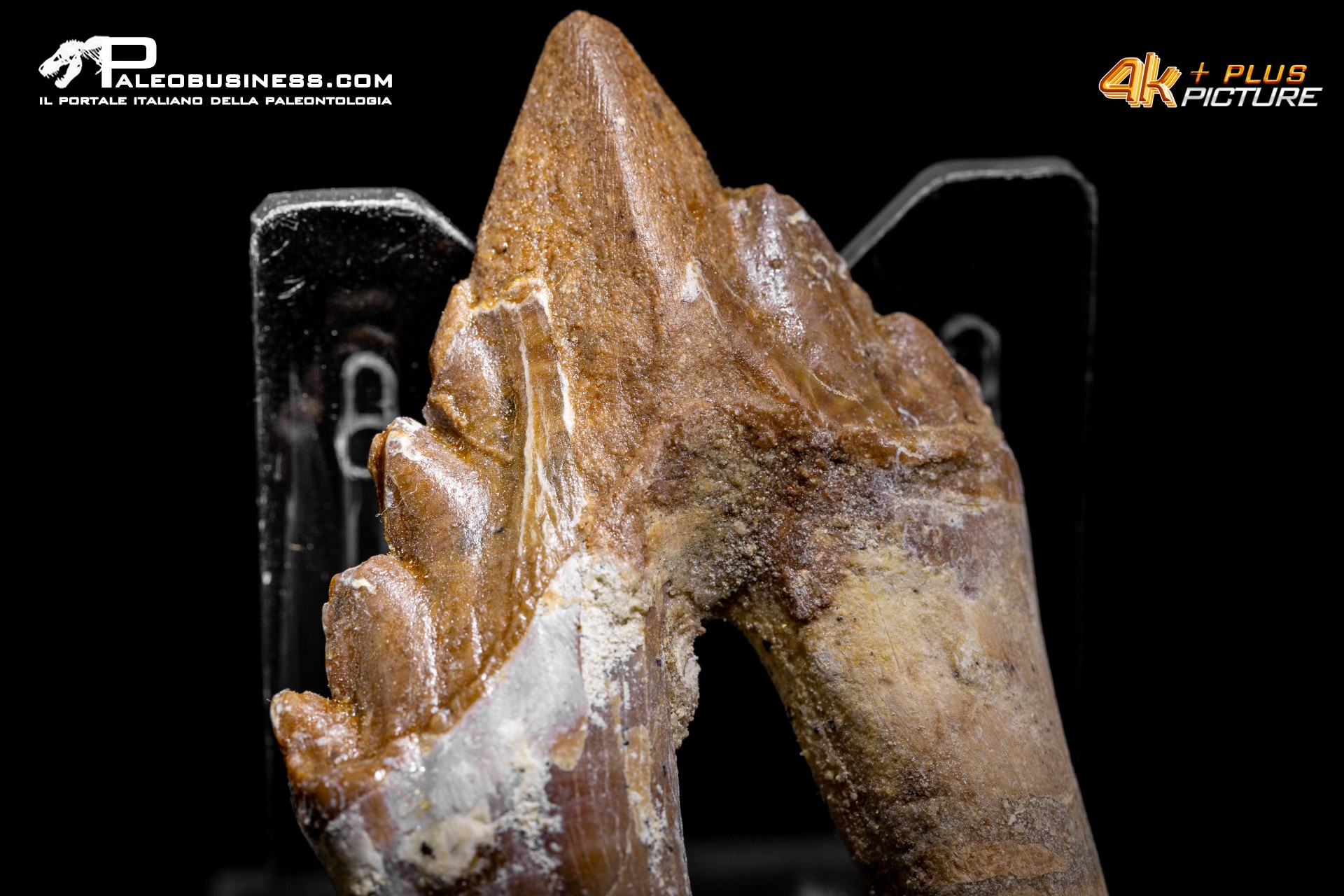 Denti di Basilosaurus